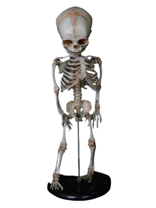 Fetal Skeleton Replica