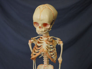 Fetal Skeleton Replica
