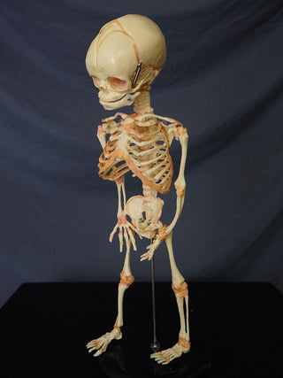 Fetal Skeleton Replica