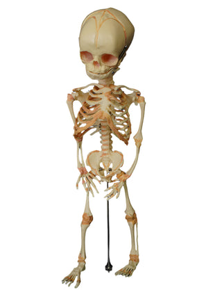 Fetal Skeleton Replica