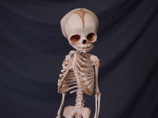Fetal Skeleton Replica
