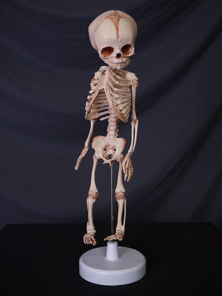 Fetal Skeleton Replica