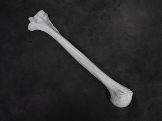 Humerus bone 3D model