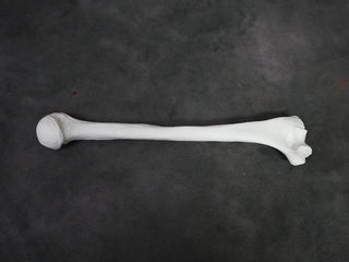 Arm Bone - Humerus Replica