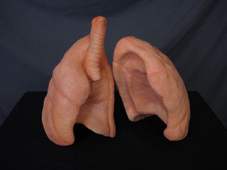 Lifesize Lung Props