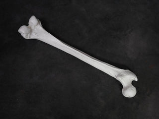 Arm Bone - Humerus Replica – Dapper Cadaver Props