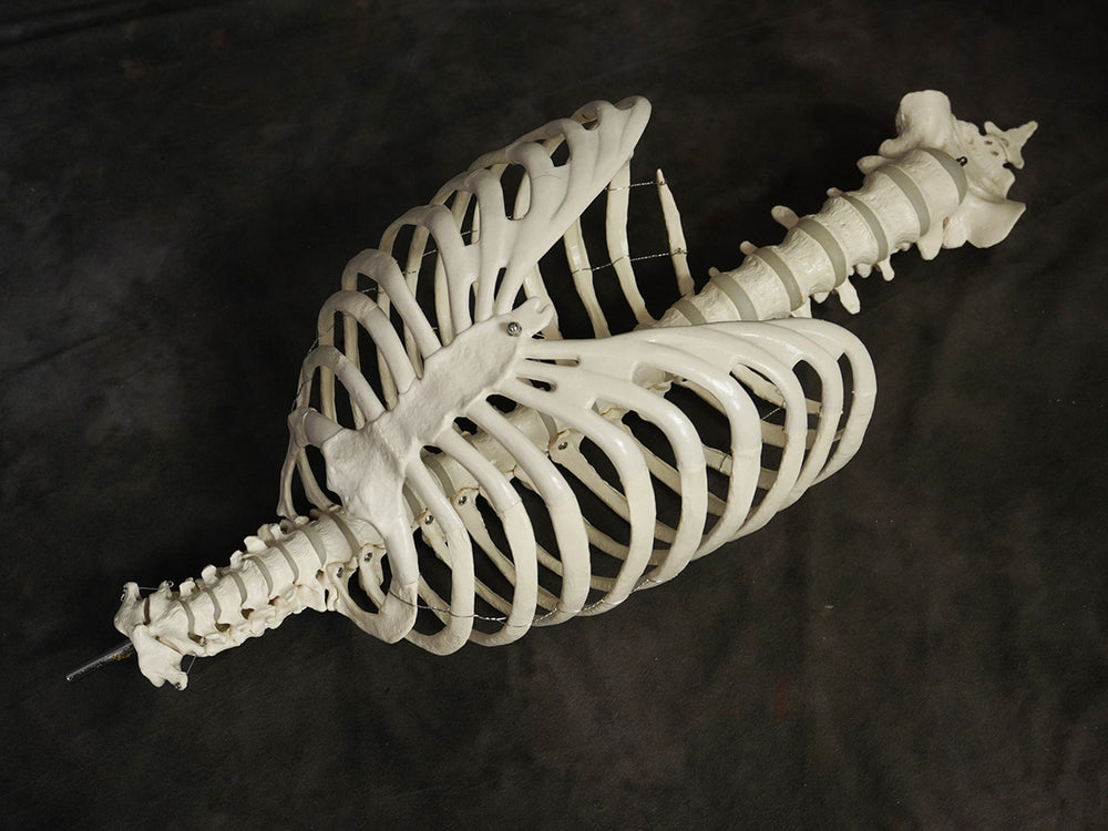 Human Ribcage Prop – Dapper Cadaver Props