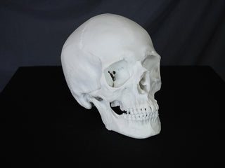 Riley Skull