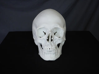 Riley Skull
