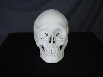 Female Lifecast Skull 