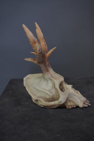 Wendigo Skull