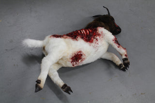 Wounded Boer Goat Prop - Special Order