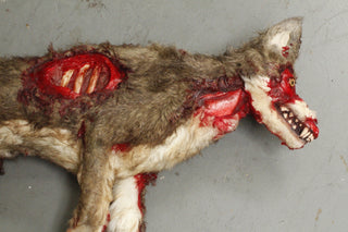Wounded Coyote Prop