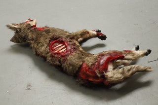 Wounded Coyote Prop