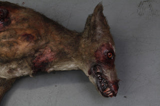 Wounded Brown Dog Prop