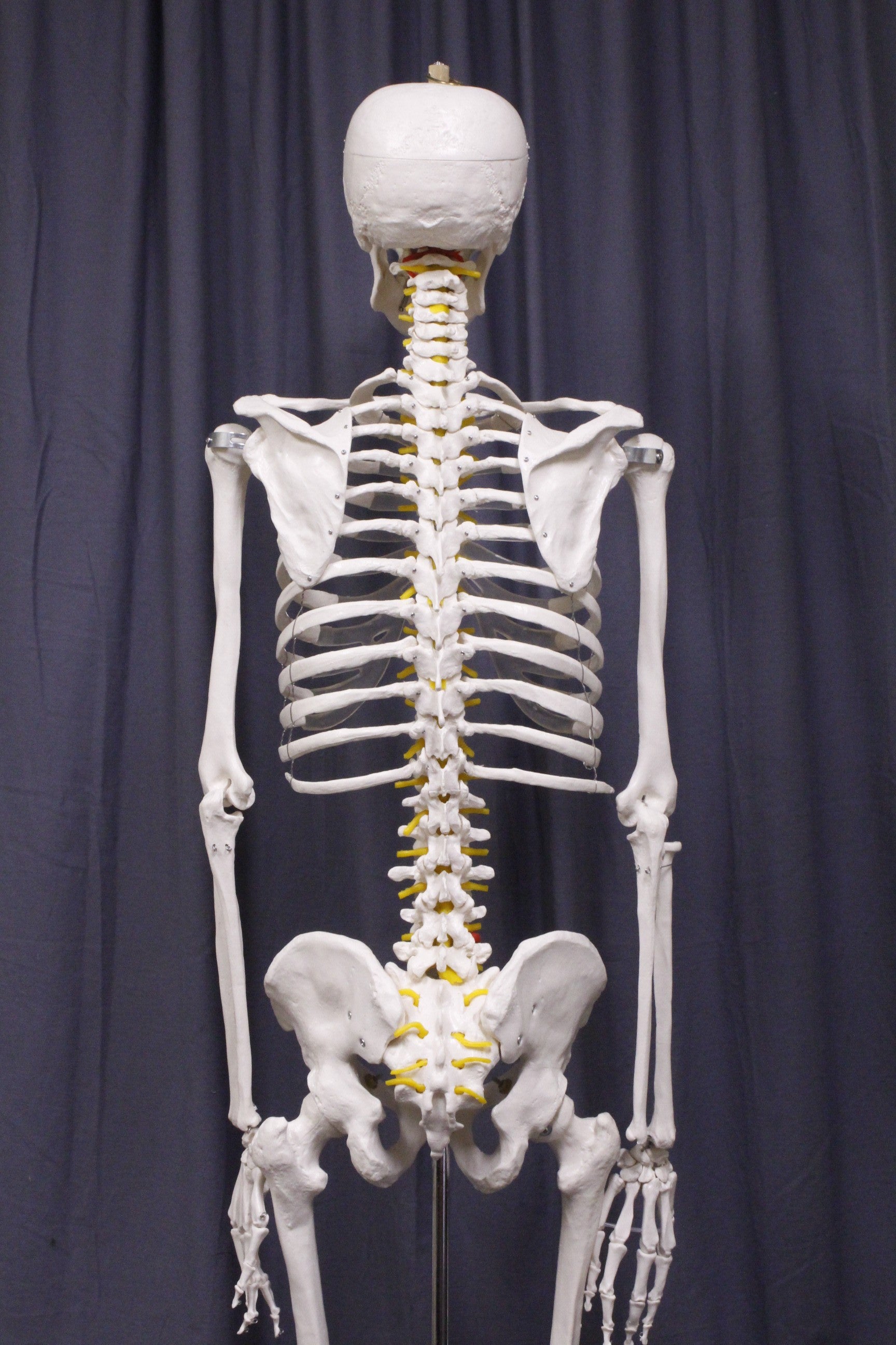 Life Size Medical Human Skeleton With Stand – Dapper Cadaver Props