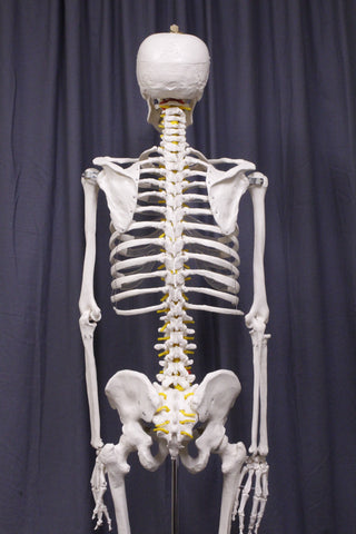 Life Size Human Skeleton With Stand