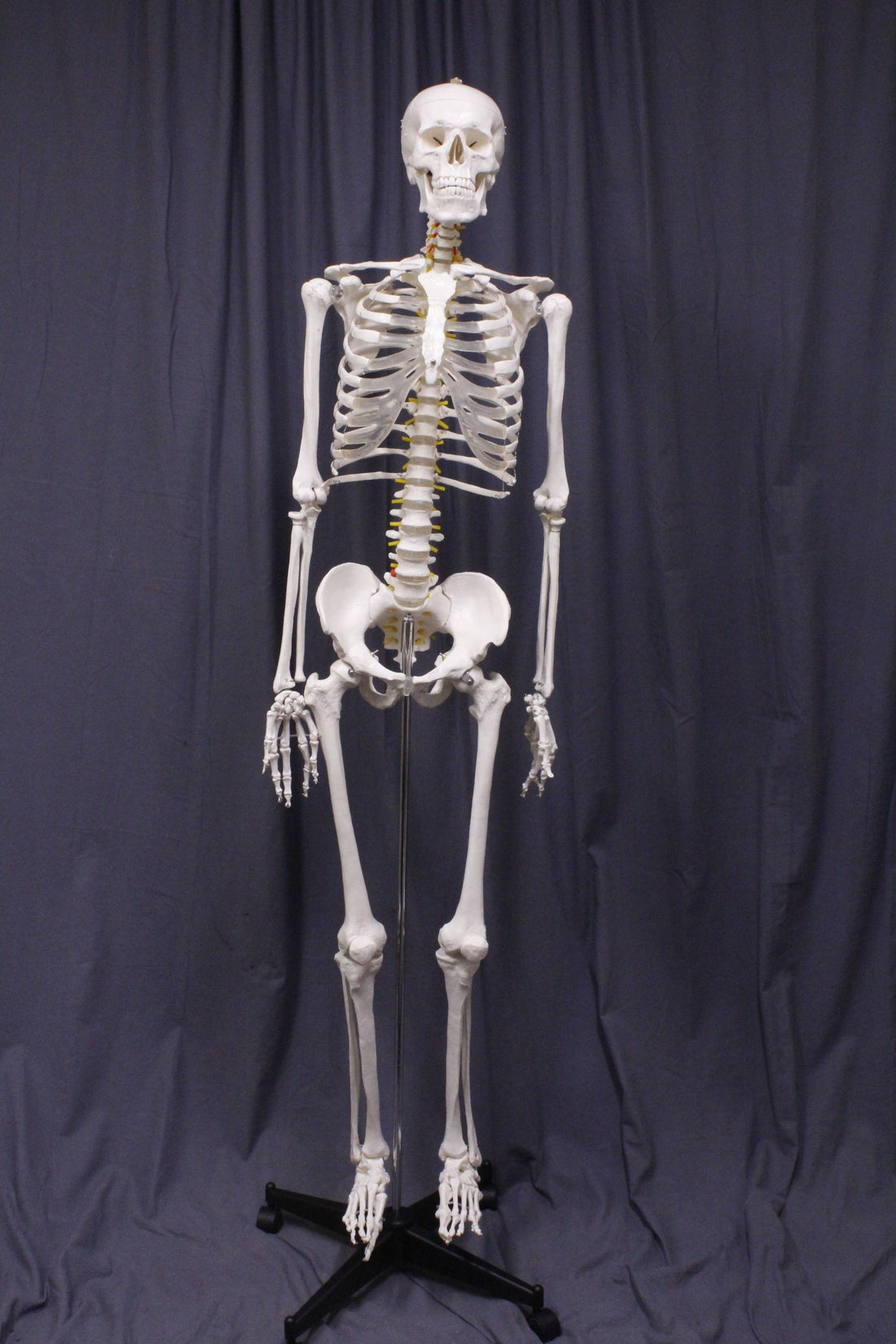Life Size Medical Human Skeleton With Stand – Dapper Cadaver Props