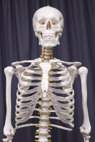 Life Size Medical Human Skeleton With Stand